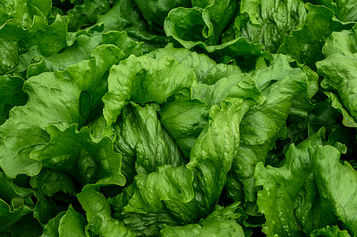 Close-up of lettuce growing on a farm.\n\nTaken Castroville, California, USA.