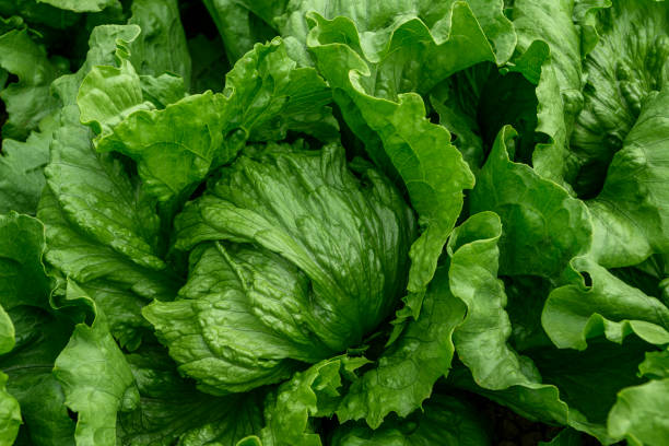 istock Close-up Lettuce Growing on Farm 1597054294
