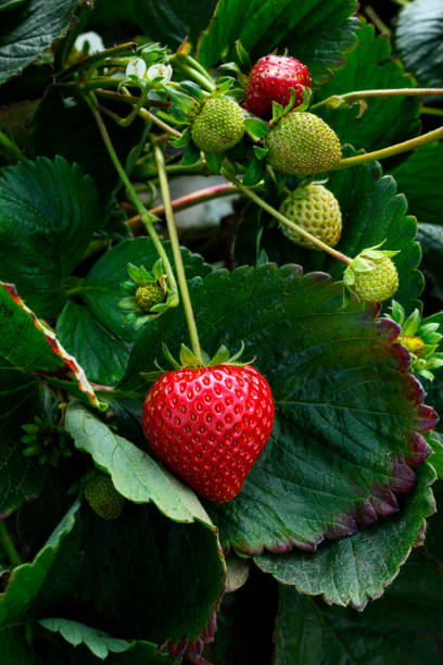 primer plano de las fresas ripenantes en la vid - strawberry vine fotografías e imágenes de stock