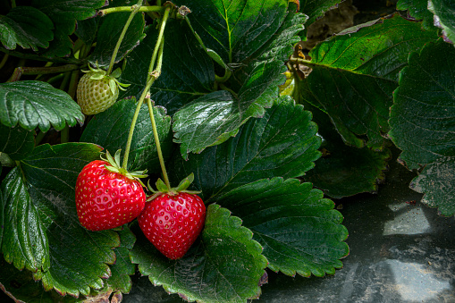 Close-up of ripening strawberries on the vine.\n\nTaken in Castroville, California, USA