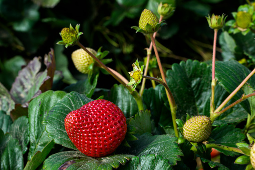 Strawberry bush in the garden. The first berry of a delicious strawberry.