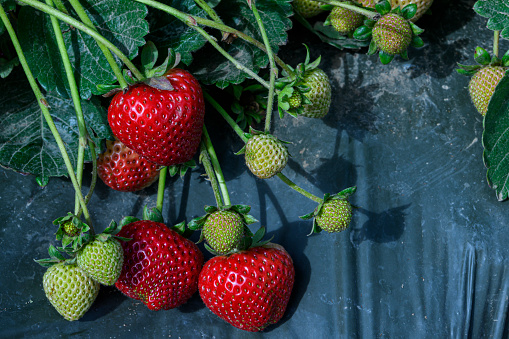 Close-up of ripening strawberries on the vine.\n\nTaken in Castroville, California, USA