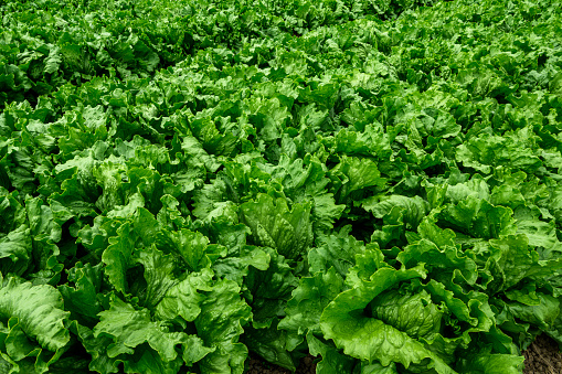 Field of iceberg lettuce growing on a California coastal farm,\n\nTaken in Castroville, California, USA.
