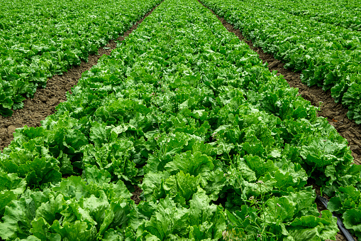 Fresh green Lettuce leaves isolated on white background.