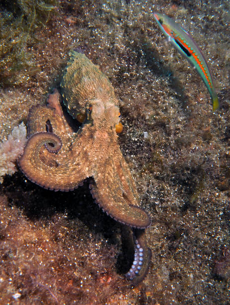 istock Marine life from underwater around the Maltese Islands 1597066832