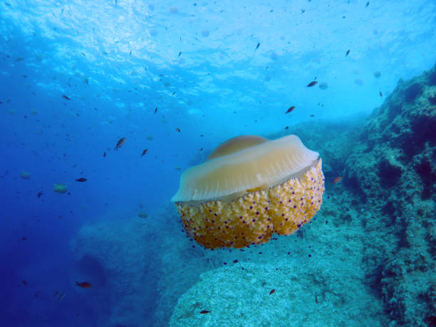 istock Marine life from underwater around the Maltese Islands 1597067353