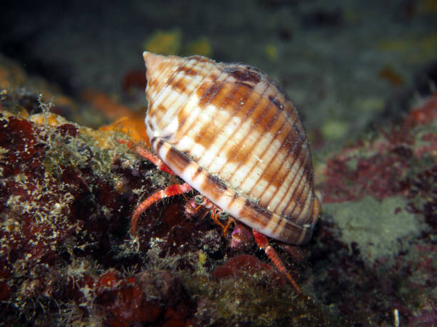 istock Marine life from underwater around the Maltese Islands 1597076824