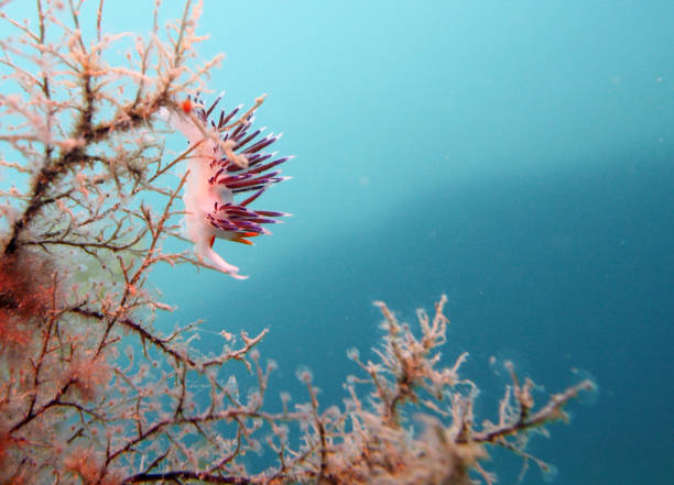 istock Marine life from underwater around the Maltese Islands 1597084106