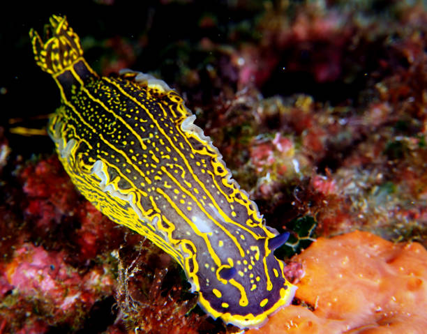 istock Marine life from underwater around the Maltese Islands 1597093067