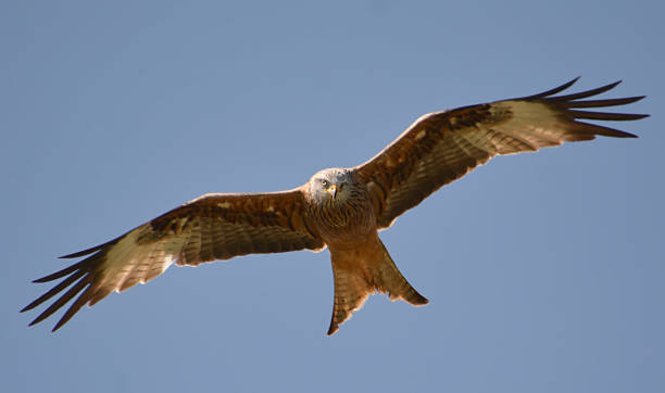 Red Kite Flying in Wales