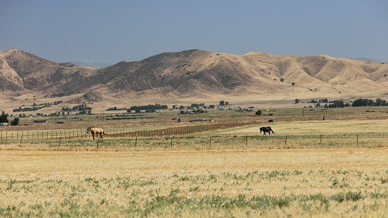 The herd of wild horses found a moment of respite, resting in the scorching heat of the middle of the California desert.