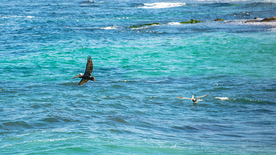 pelican gracefully glided above the calm ocean