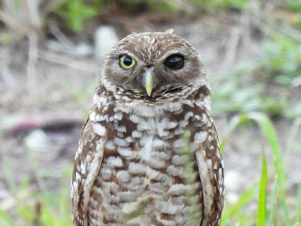 istock Burrowing Owl (Athene cunicularia)  -  with one eye black and other eye yellow. 1597128626