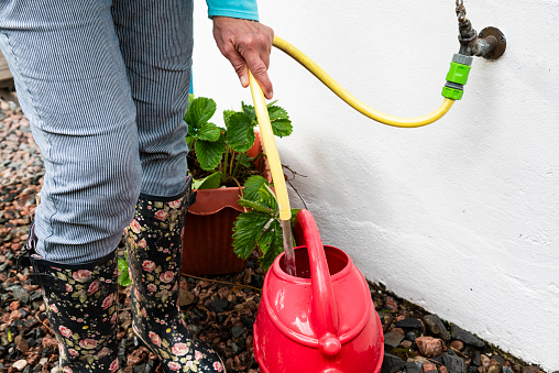 Woman filling a watering can with water from an outdoor tap. The woman is wearing a pair of floral wellington boots