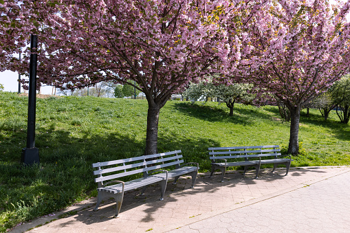 Beautiful pink flowering trees next to empty benches during spring at Rainey Park in Astoria Queens of New York City