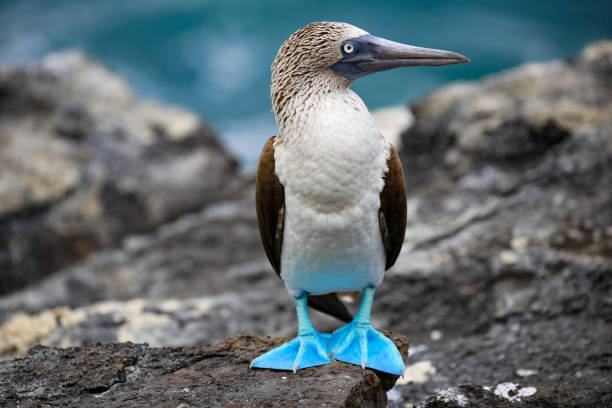 booby dai piedi blu nelle isole galápagos, ecuador - galapagos islands bird booby ecuador foto e immagini stock