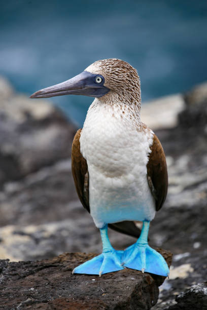 Blue footed booby in the  Galápagos Islands, Ecuador Blue footed booby in the Galápagos Islands National Park sula nebouxii stock pictures, royalty-free photos & images