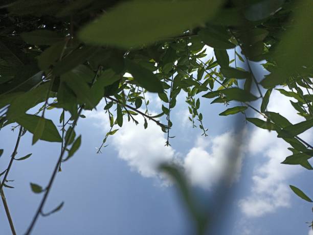 Small leaves close up in the garden