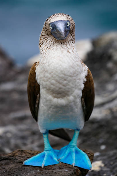 booby dai piedi blu nelle isole galápagos, ecuador - galapagos islands bird booby ecuador foto e immagini stock