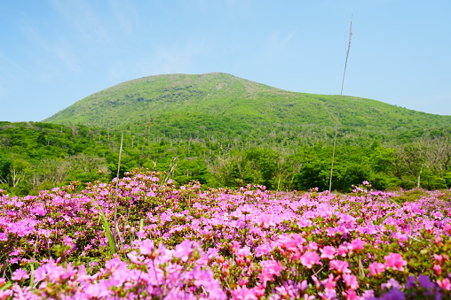 Spring Shikagahara dyed in pink