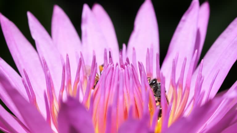 Honey bee clinging to a lotus flower looking for nectar for food, Winged insect nature concept.