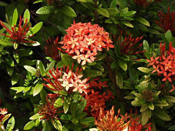 istock Flame of the Woods (Ixora coccinea) 1597227110