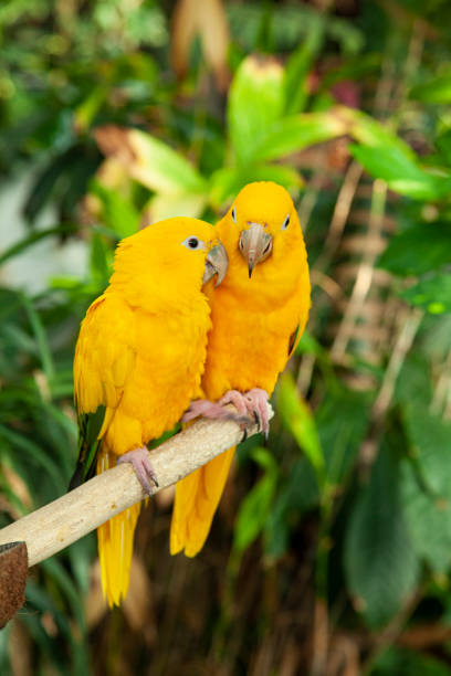 istock Vibrantly colored sun conure (Aratinga solstitialis) perched on wood 1597232961