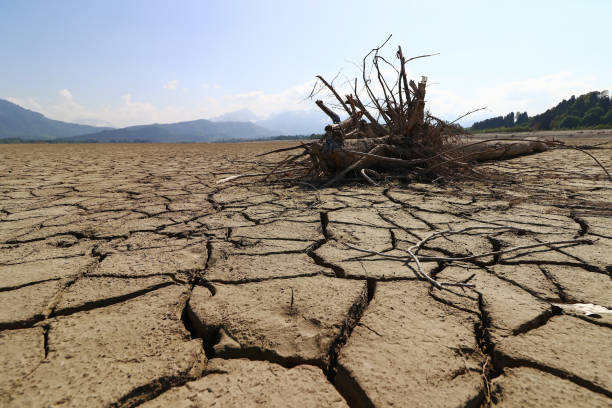 istock A tree root on the bottom of a dried up lake 1597237260
