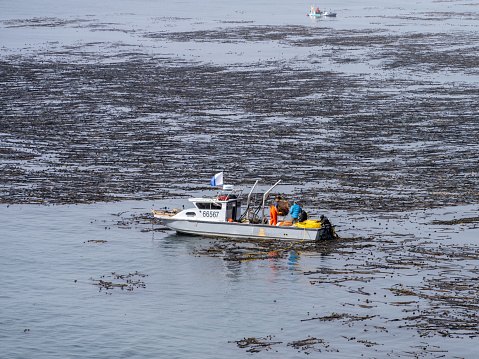 Depoe Bay, Oregon USA - August 5, 2023: Fishermen, deck hands and divers fishing for Sea Urchins in the kelps beds of Depoe Bay Oregon.