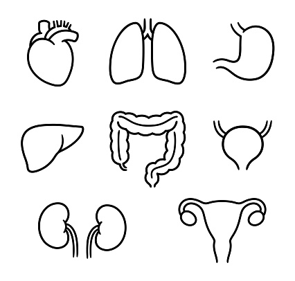 Human internal organs outline drawing set. Hand drawn doodle style symbols, black and white line art. Isolated vector clip art illustration.