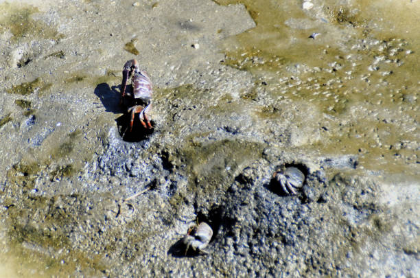istock Uca maracoani crabs in the mangrove mud 1597308508