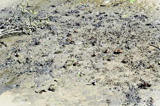 The Uca maracoani crabs in the sun outside the hole in the sand of the mangrove swamp of Paraty RJ