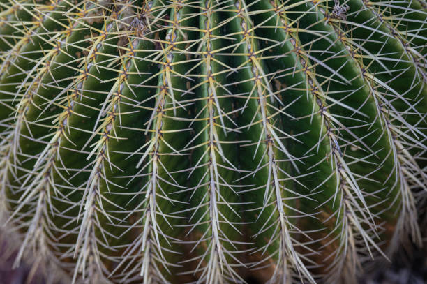 istock Golden ball cactus, thorn cactus texture background selective focus 1597310343