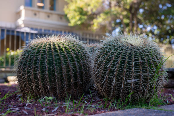 istock Golden ball cactus, thorn cactus texture background selective focus 1597315872
