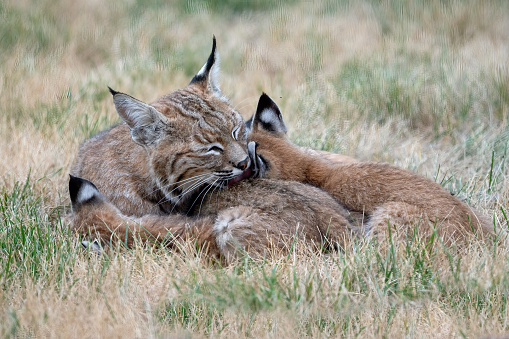 Beautiful colorful Bobcat mother (also known as red lynx) with kittens feeding near Colorado Springs, Colorado in western USA of North America