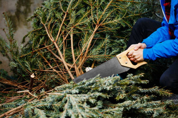 Boy holding a saw near cutting down Christmas tree