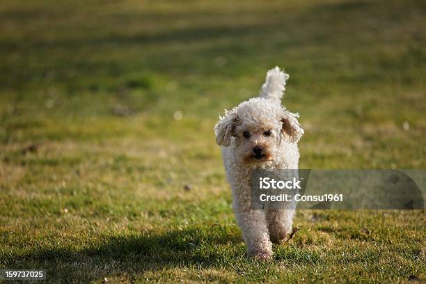 Caniche Calma Foto de stock y más banco de imágenes de Hierba - Planta culinaria - Hierba - Planta culinaria, Mascota, Aire libre