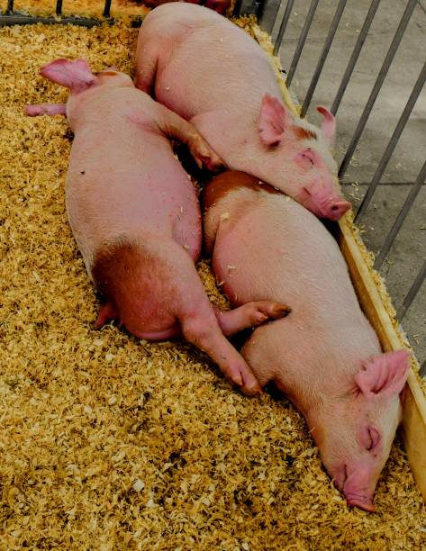 Just born these piglets were raised on an organic farm