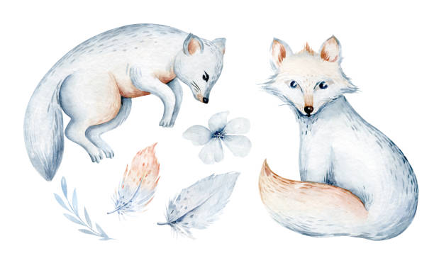 watercolor illustration of a baby polar foxes isolated on a white background. Arctic fox water world animals. antarctic ocean wildlife Set of watercolor illustrations of a seal with a baby seals isolated on a white background. Arctic water world south pole stock illustrations