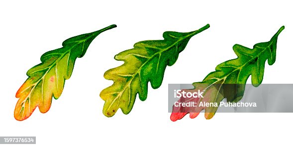 istock Oak Leaf. A set of illustrations painted in watercolor. Print for the design of postcards, posters, logos, emblems, stationery, labels, textiles and more. 1597376534