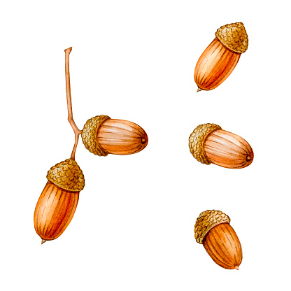 istock Acorns. A set of illustrations painted in watercolor. Print for the design of postcards, posters, logos, emblems, stationery, labels, textiles and more. 1597376854