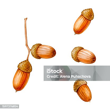 istock Acorns. A set of illustrations painted in watercolor. Print for the design of postcards, posters, logos, emblems, stationery, labels, textiles and more. 1597376854