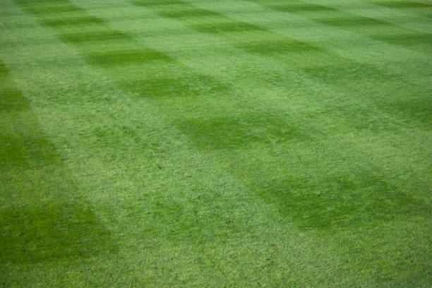 istock Green grass lawn at a live sporting event 159738172