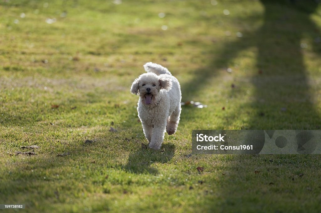 Caniche joven feliz - Foto de stock de Blanco - Color libre de derechos