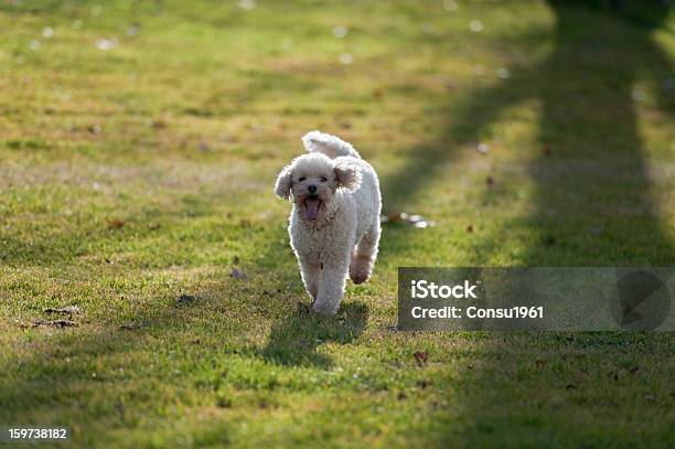 Caniche Joven Feliz Foto de stock y más banco de imágenes de Blanco - Color - Blanco - Color, Caniche miniatura, Alegría