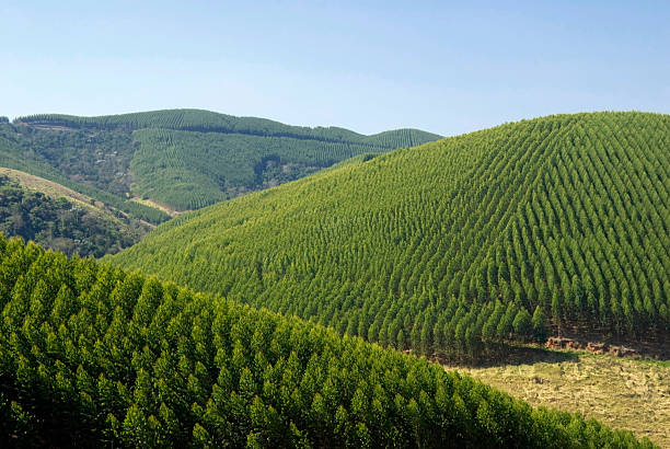 Eucalyptus plantations in Brazil