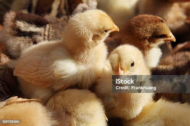 Photo libre de droit de Tombe De Chicks banque d'images et plus d'images libres de droit de Poussin - Oisillon - Poussin - Oisillon, Animaux domestiques, Bétail