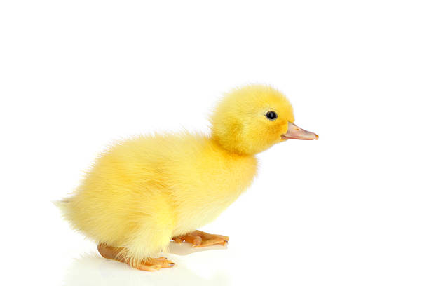 Baby duckling isolated on white stock photo