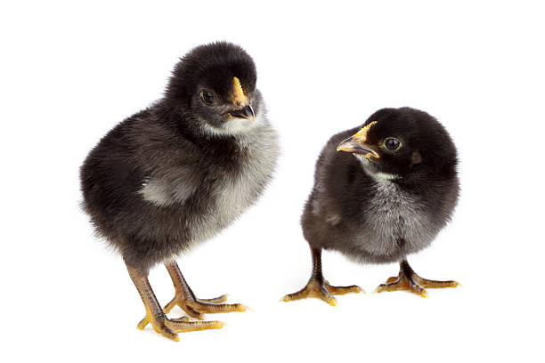 Two black chickens on white background stock photo