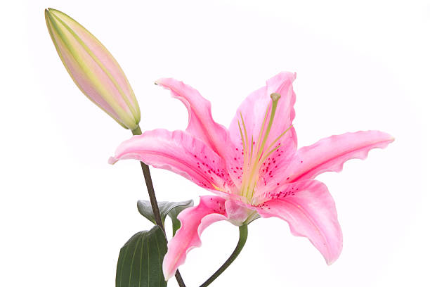 Pink Easter Lily with a bud and green leaves on white background